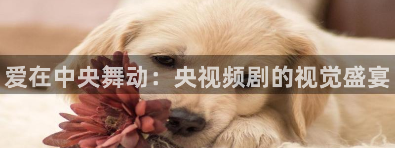 在线播放水蜜桃：爱在中央舞动：央视频剧的视觉盛宴